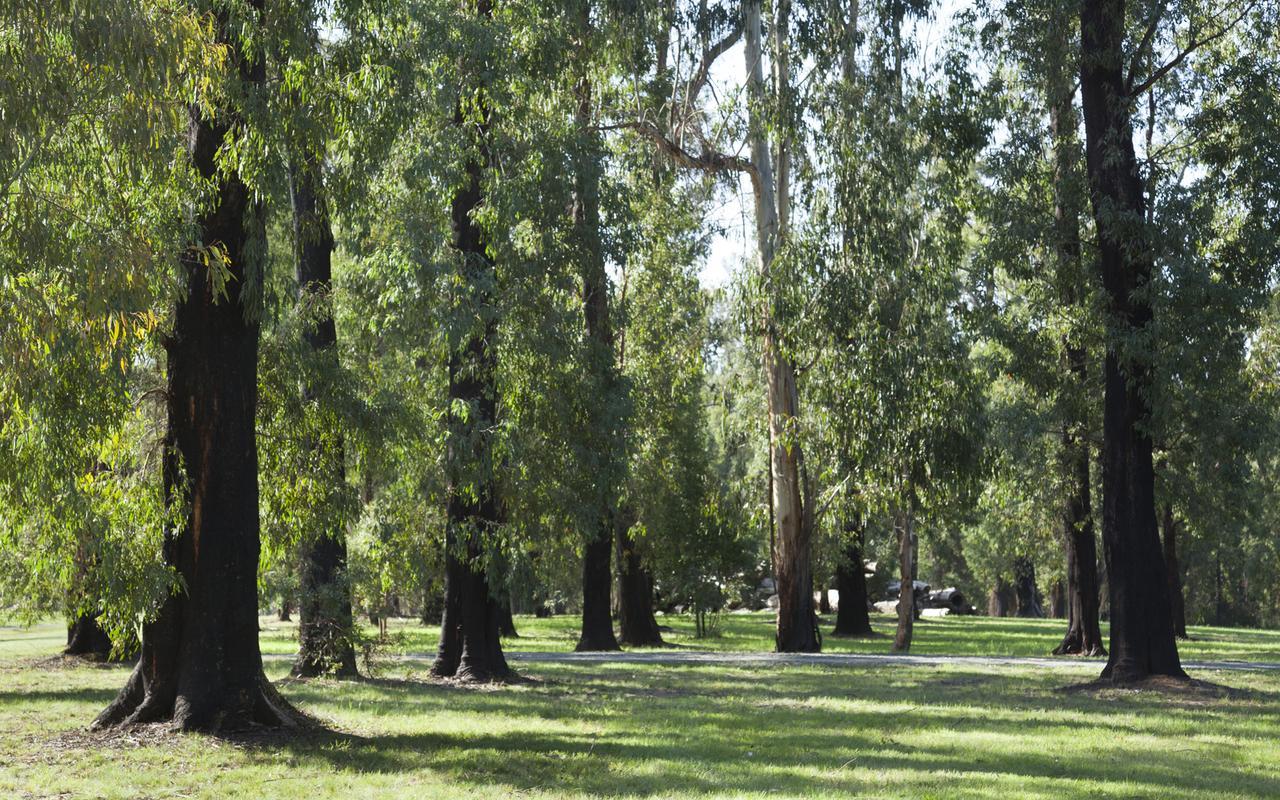 Saladin Lodge Narbethong Esterno foto